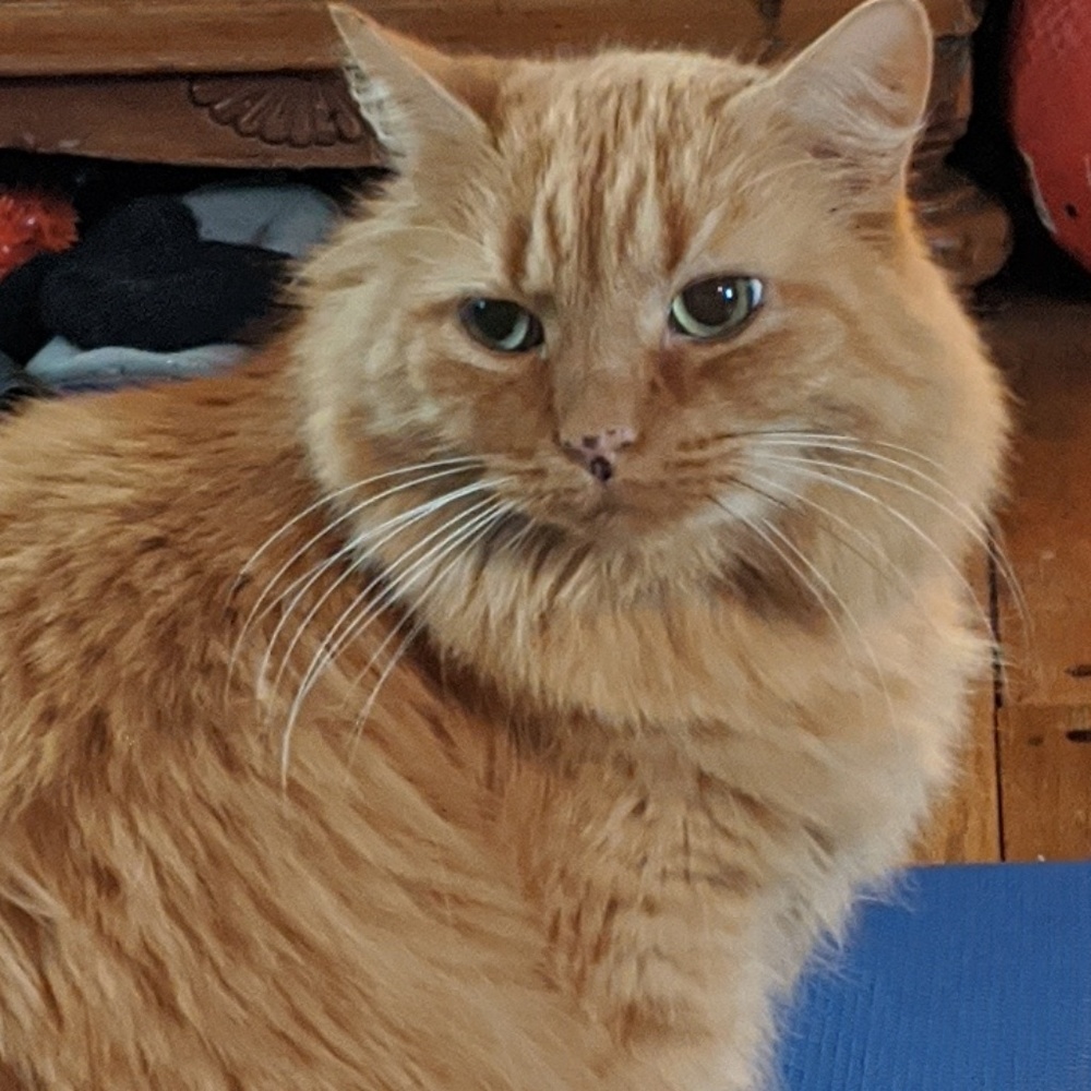 Moving so open to offers, thanks!